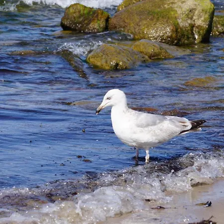 Konrad * Ostseebad Kühlungsborn